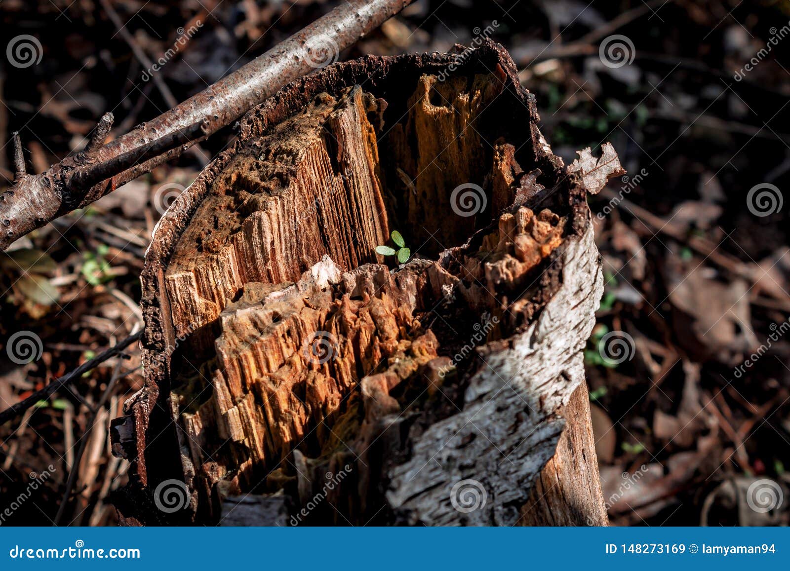 Macro Close Up of a Sapling Sprouting from the Center of a Decaying