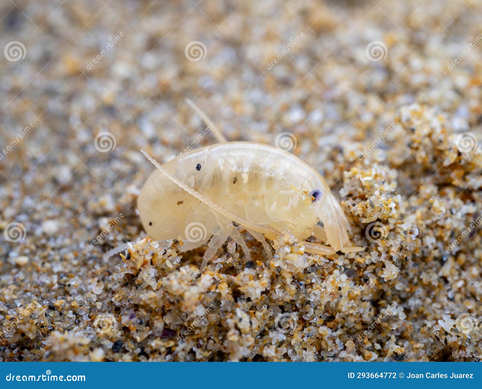 Sea Fleas Stock Photos - Free & Royalty-Free Stock Photos from Dreamstime