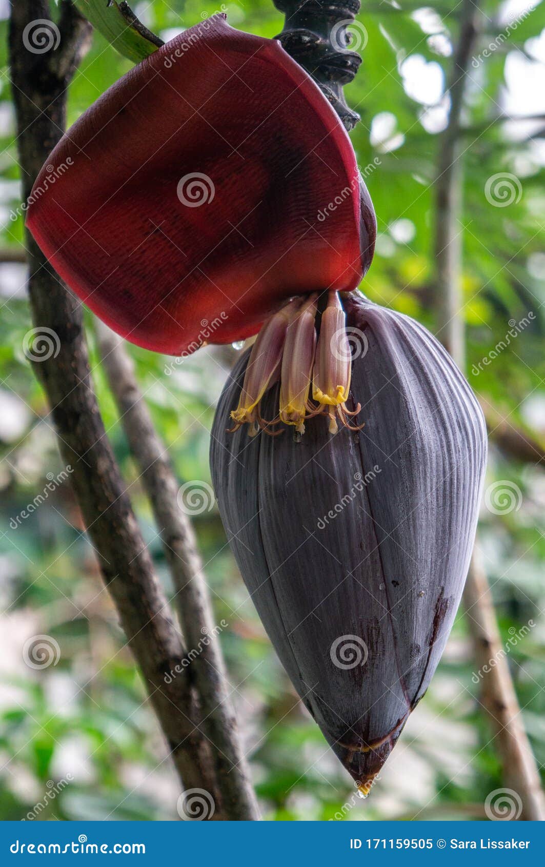 Macro Close Up Of Whole Flower Inflorescence Of Musa Acuminata Plantain Banana Tree Black Pod Stock Image Image Of Fruit Food 171159505,Eastlake Furniture For Sale