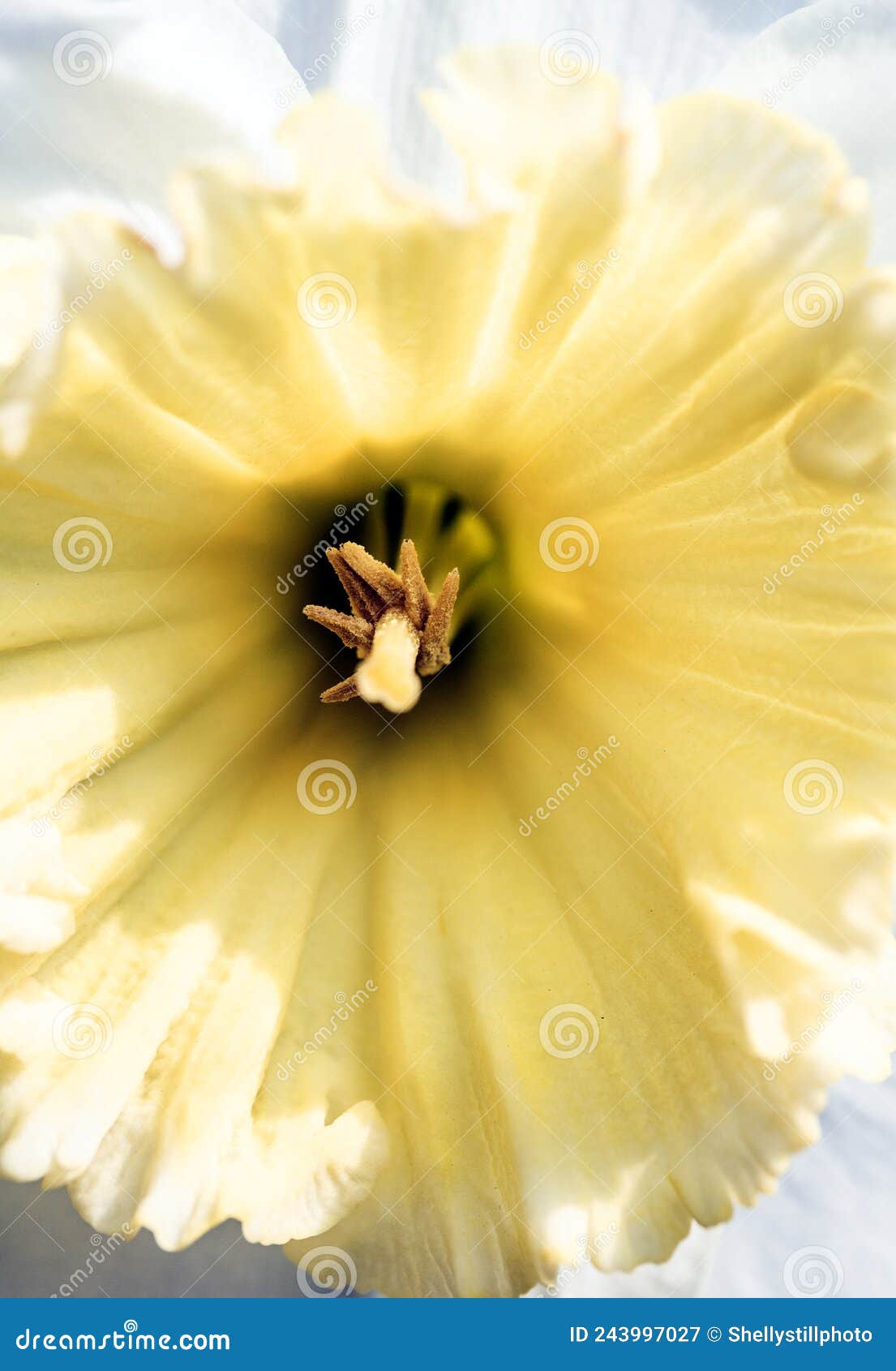 Macro Close Up of a Yellow Daffodil and Its Pollen Stock Image - Image ...