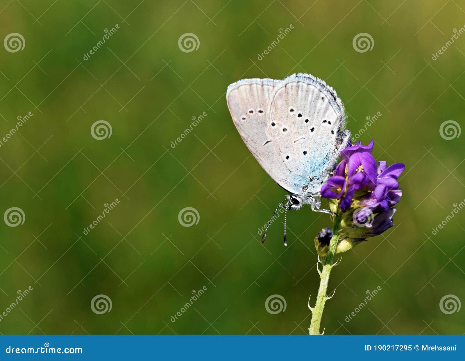 cupido staudingeri , staudinger`s blue butterfly