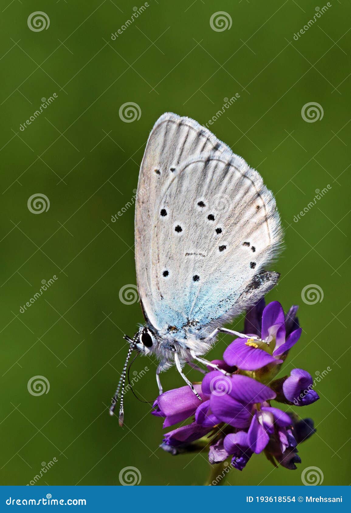 cupido staudingeri , staudinger`s blue butterfly