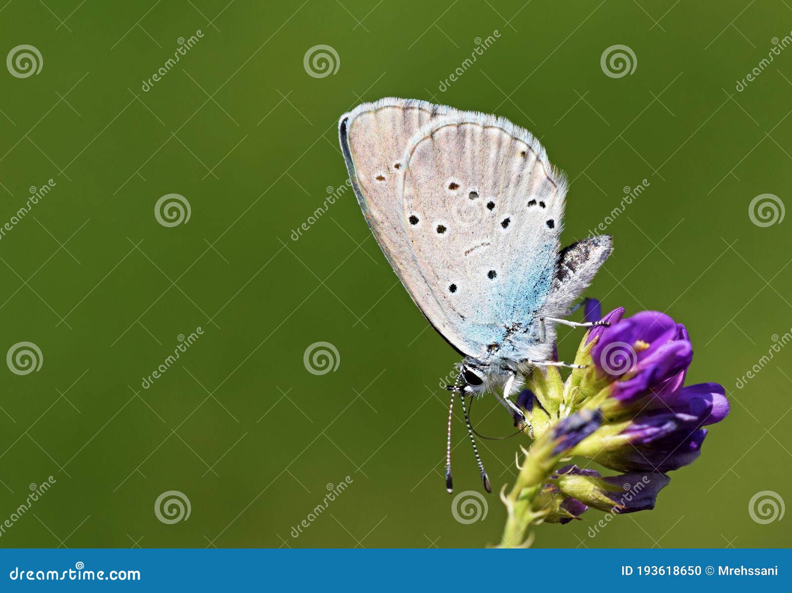 cupido staudingeri , staudinger`s blue butterfly