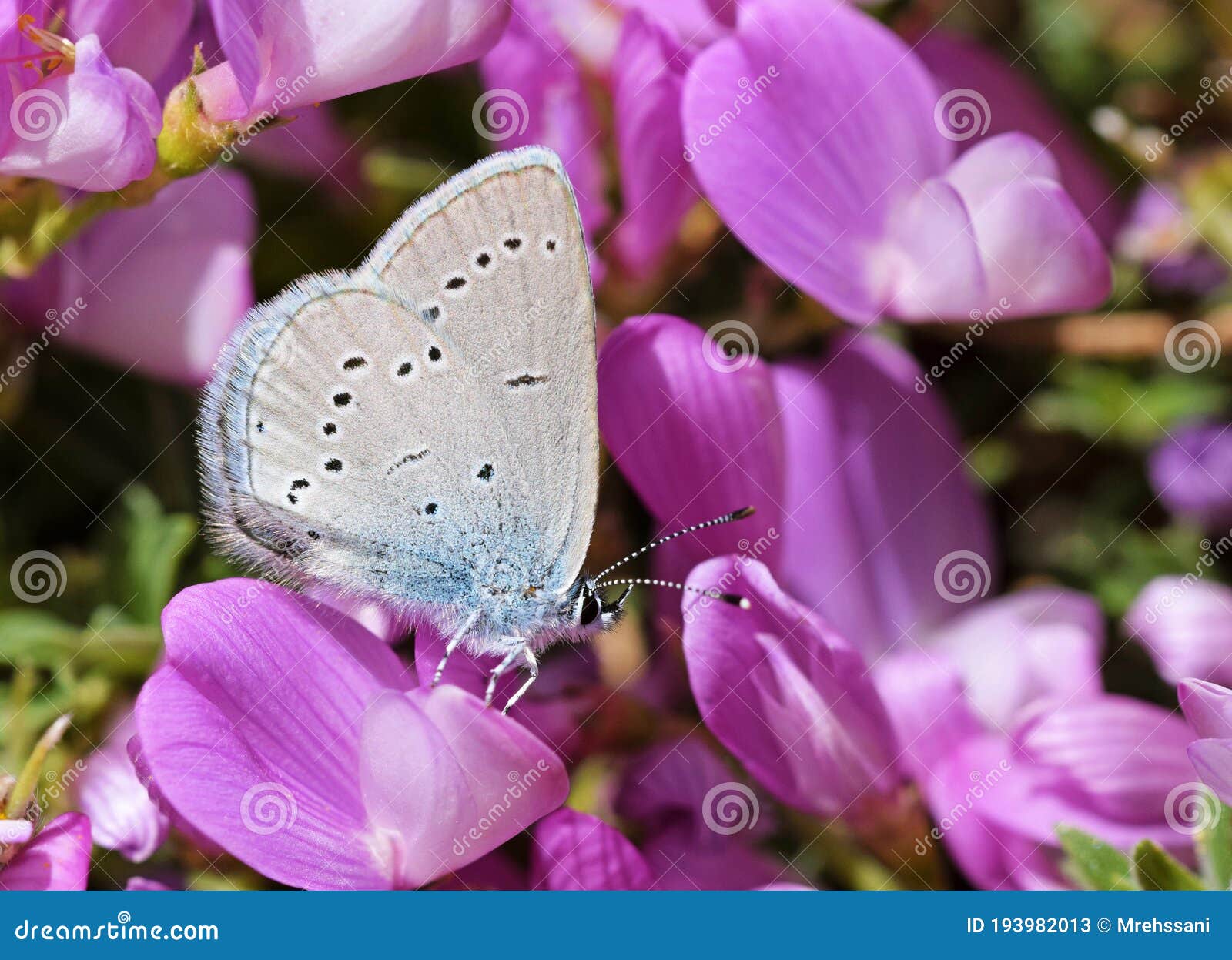 cupido staudingeri , staudinger`s blue butterfly o n flower