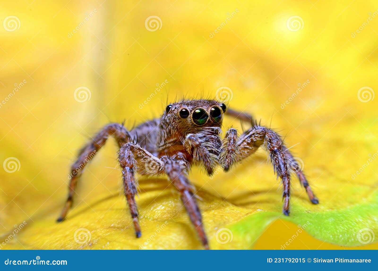 Macro Closeup on Hyllus Semicupreus Jumping Spider on Yellow Leaf Stock