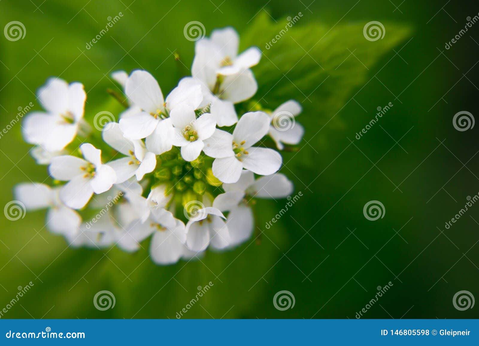 macro closeup of medicative herb blossom - garlic  mustard alliaria petiolata on blurry green background