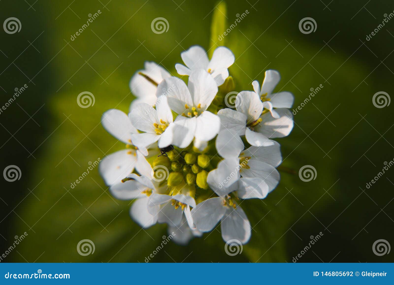 macro closeup of medicative herb blossom - garlic  mustard alliaria petiolata on blurry green background