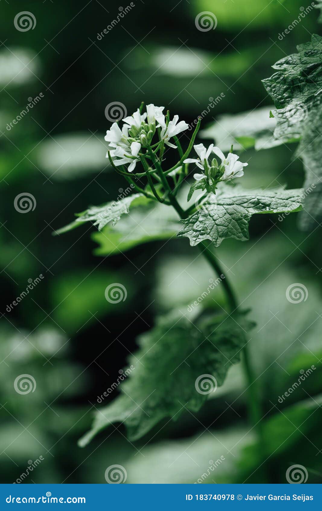 macro closeup of medicative herb blossom garlic mustard alliaria petiolata