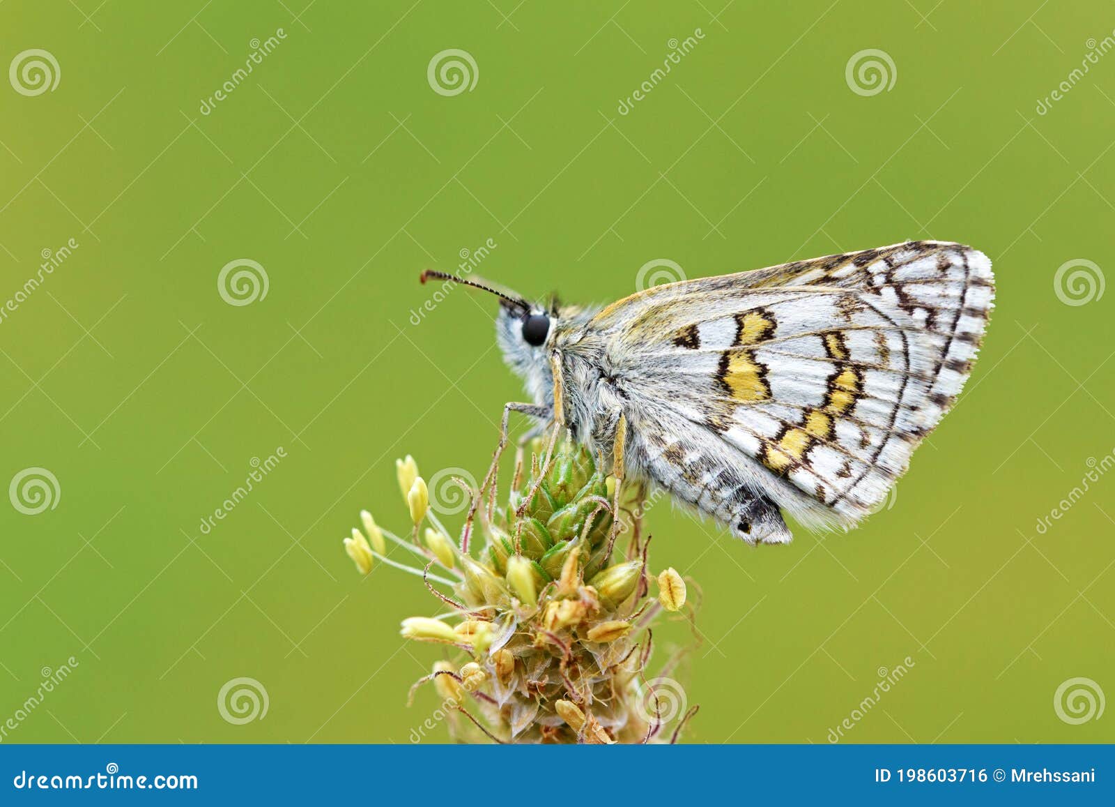 pyrgus sidae , the yellow-banded skipper butterfly