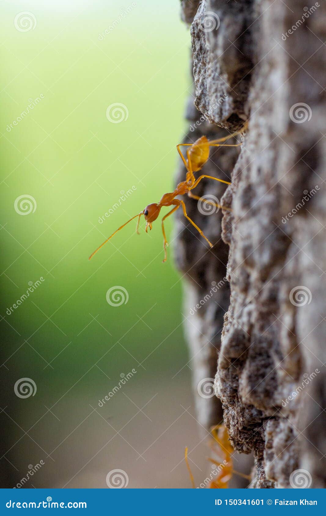 Macro Closeup Shot Of A Weaver Ant On Tree Stock Image Image Of Shot