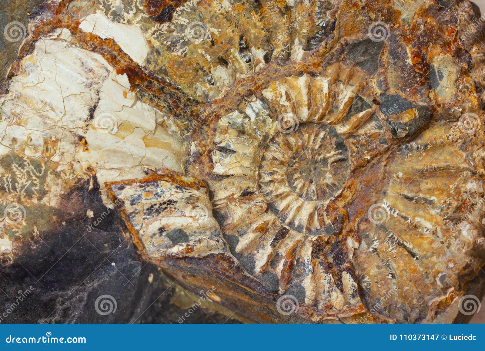 macro closeup to the beautiful amonite fossil