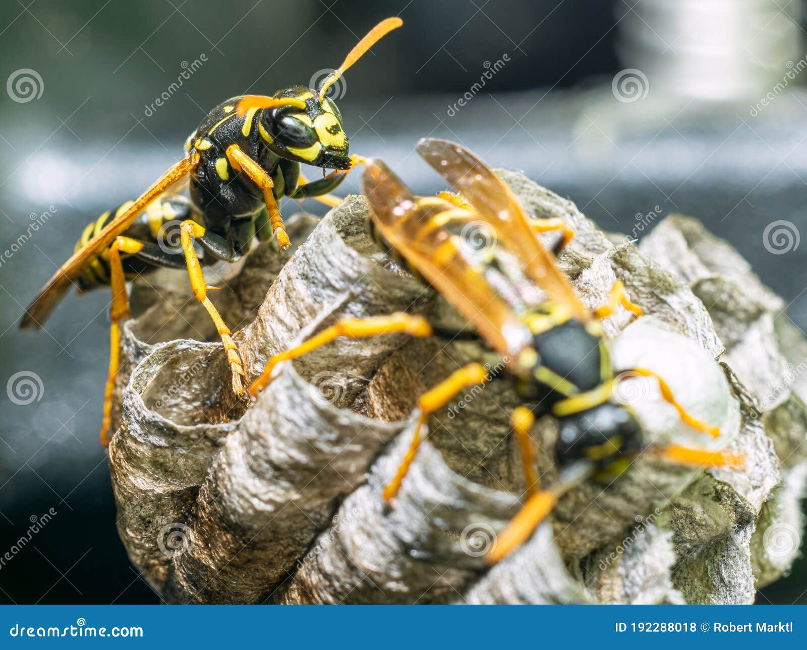 Macro Closeup Of A Wasps` Nest With The Wasps Sitting And Protecting