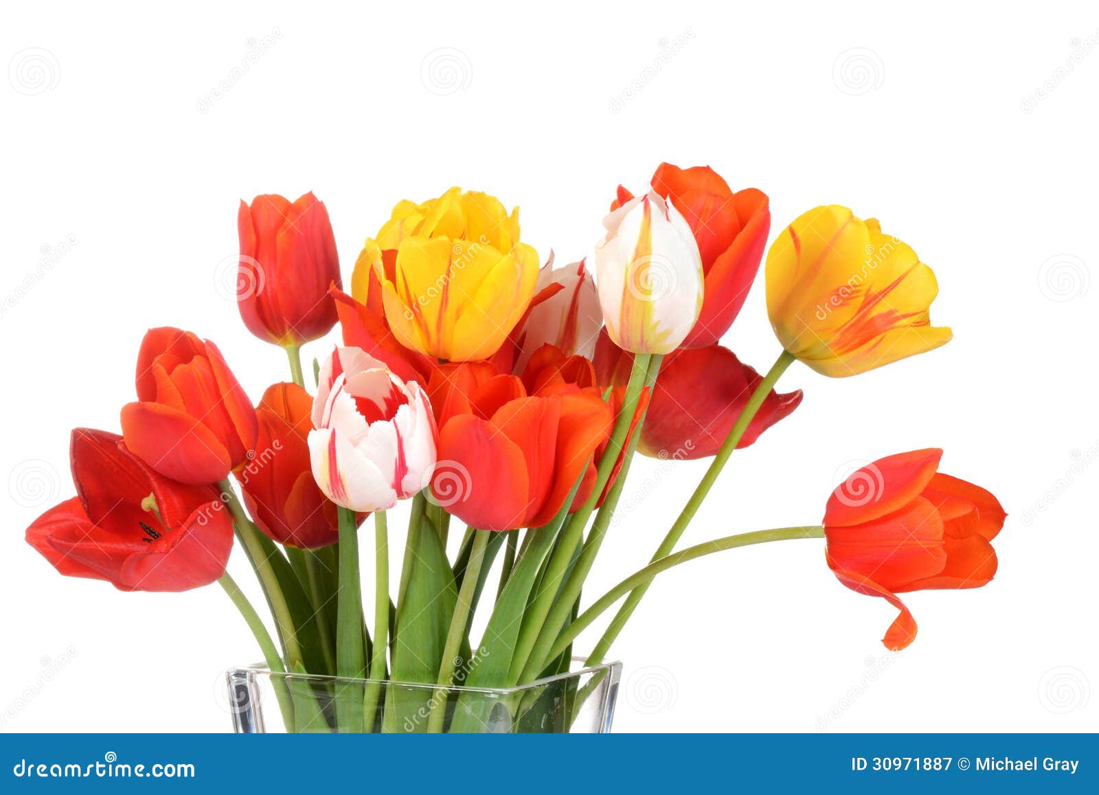 Macro Colorful Tulips in a Vase Stock Image Image of elegance, macro