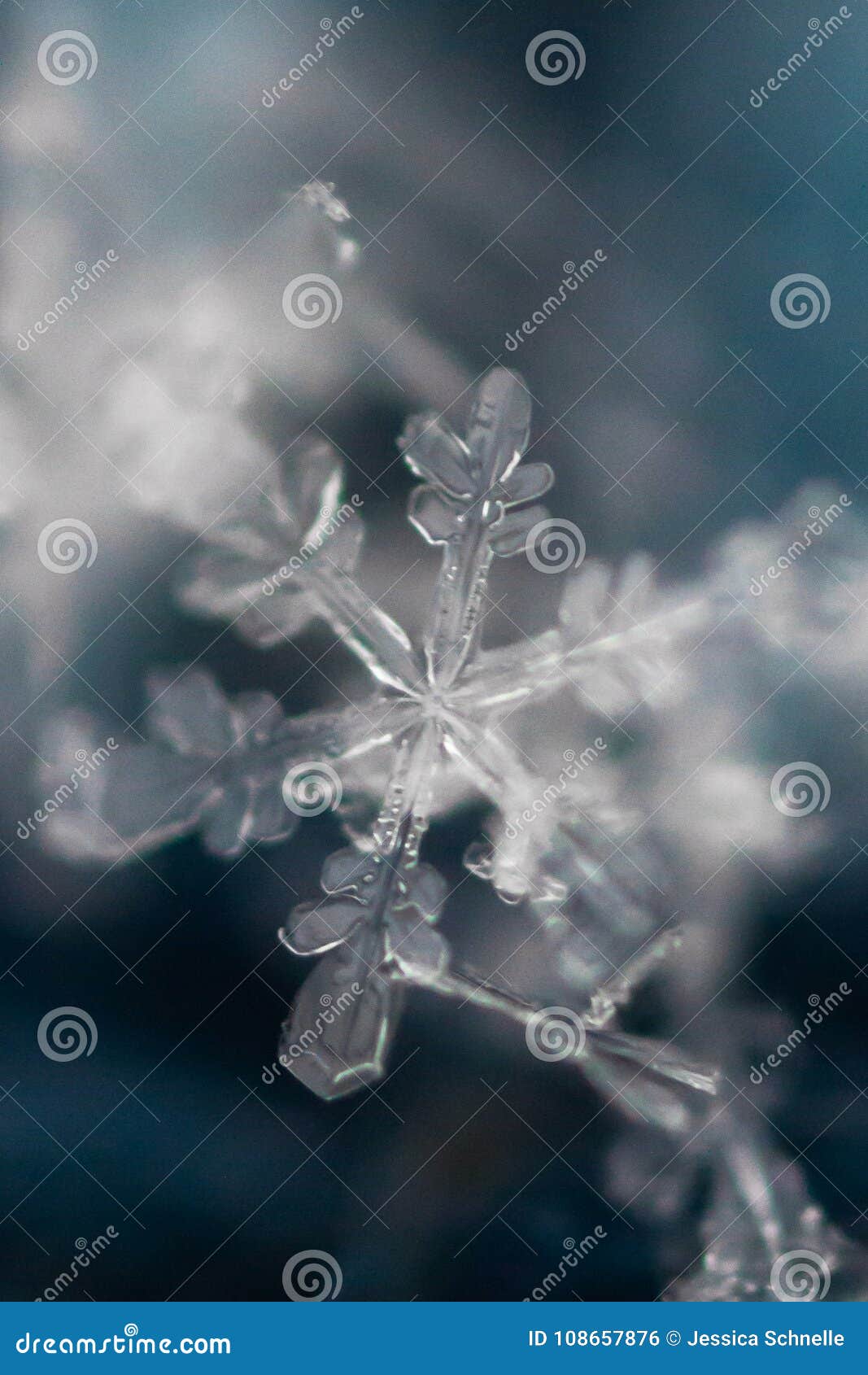 Macro Colpo Del Fiocco Di Neve Congelato 2 Fotografia Stock - Immagine - Foto 9