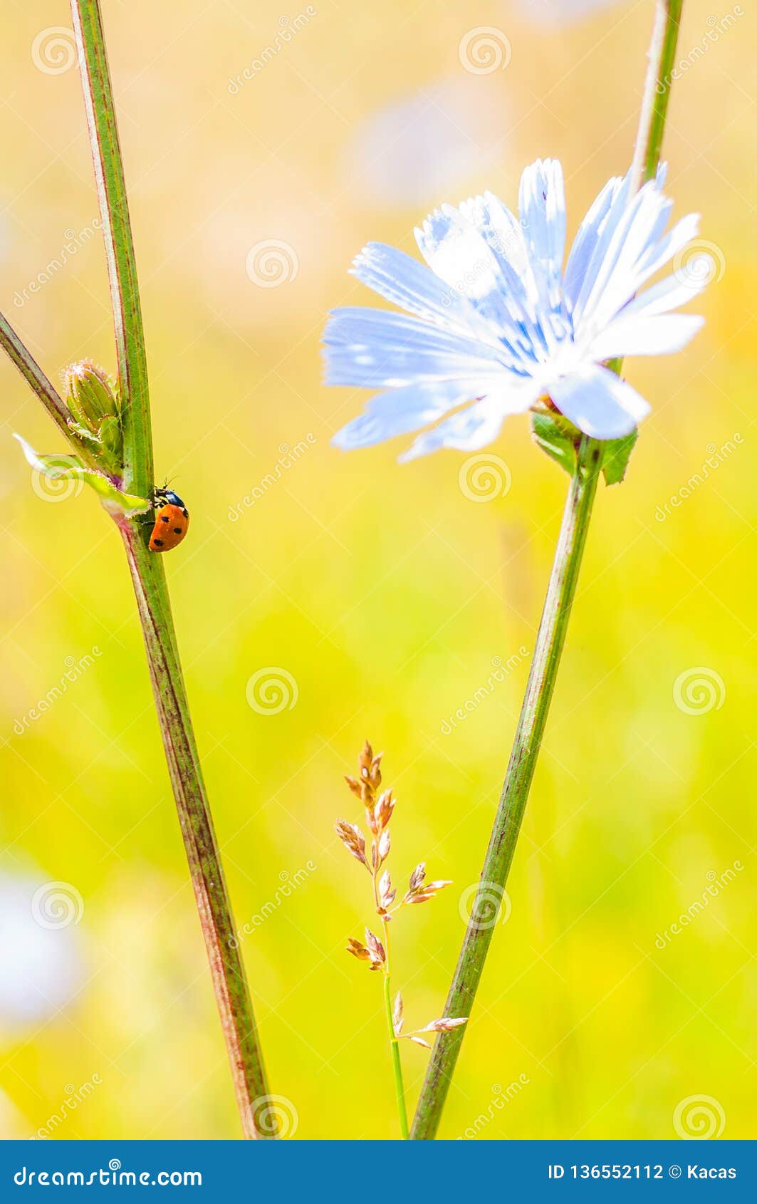 Macro Composition Of Red Black Ladybug Crawling On Stem Of ...
