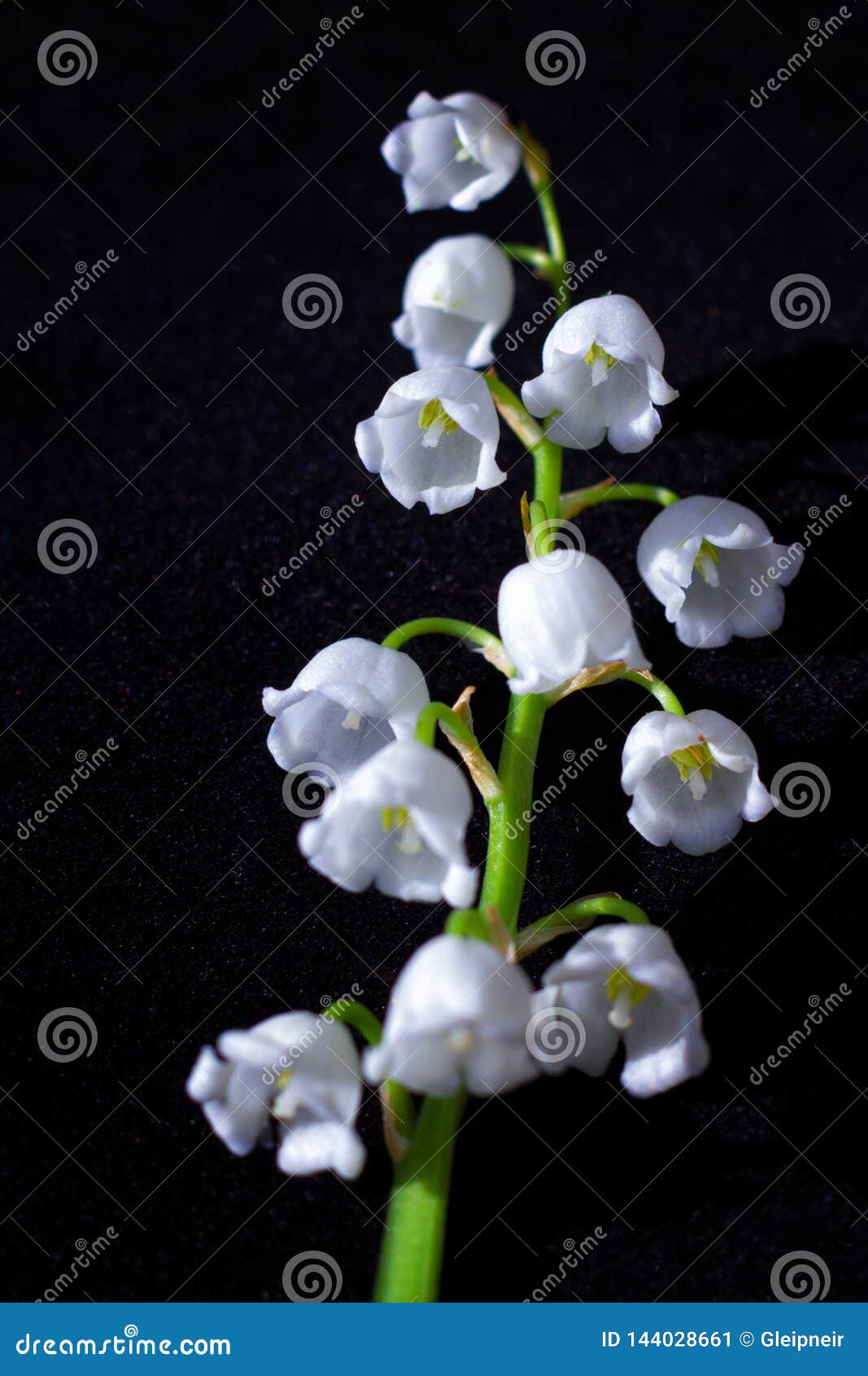 Macro Composition of Spring Flowers Lily of Valley on Dark Background ...