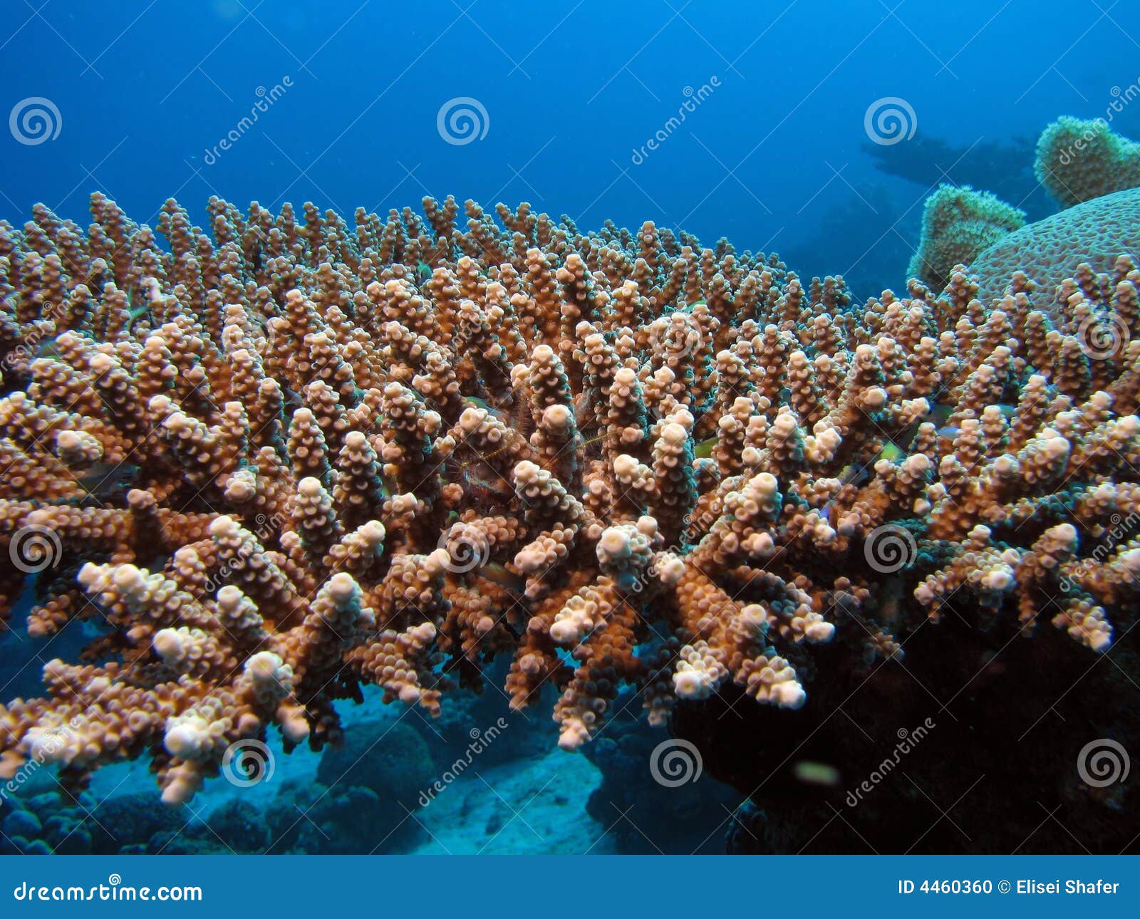 Macro coral stock photo. Image of nature, desertdiver 4460360