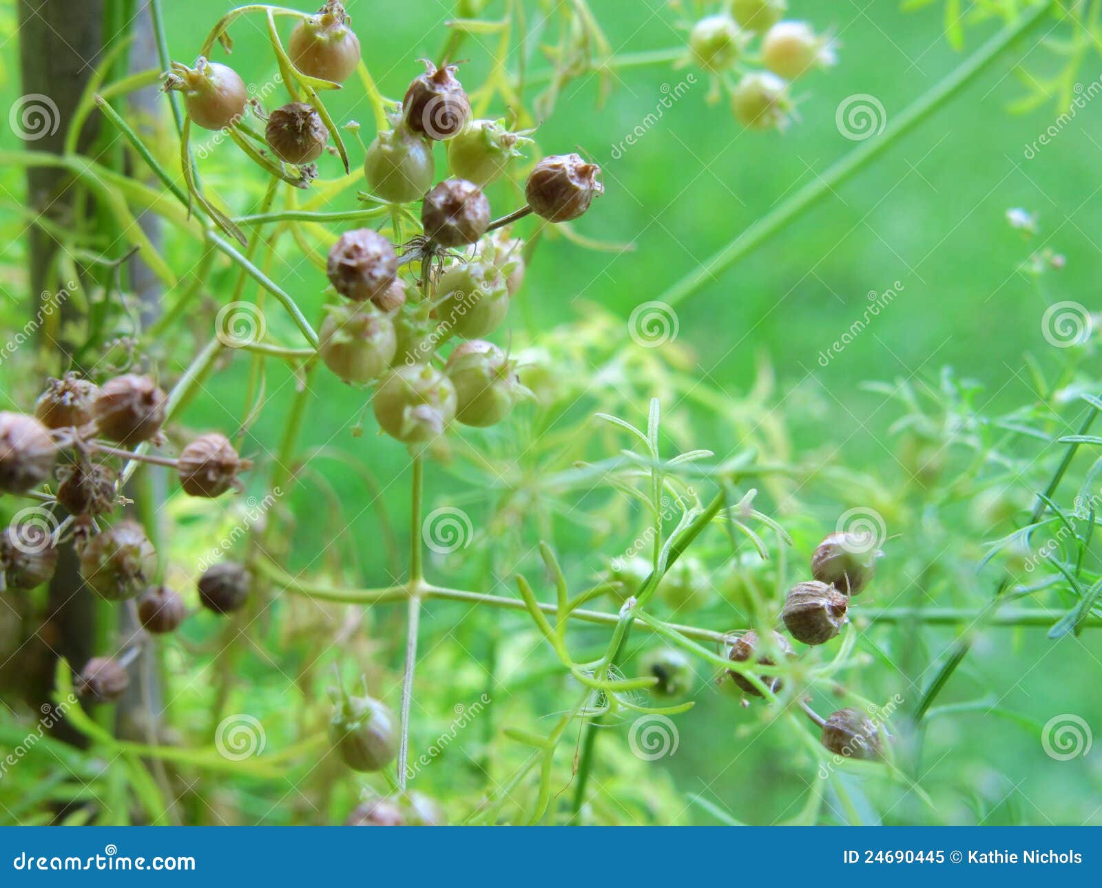 Macro Coriander Seeds on Plant Stock Image Image of seasoning