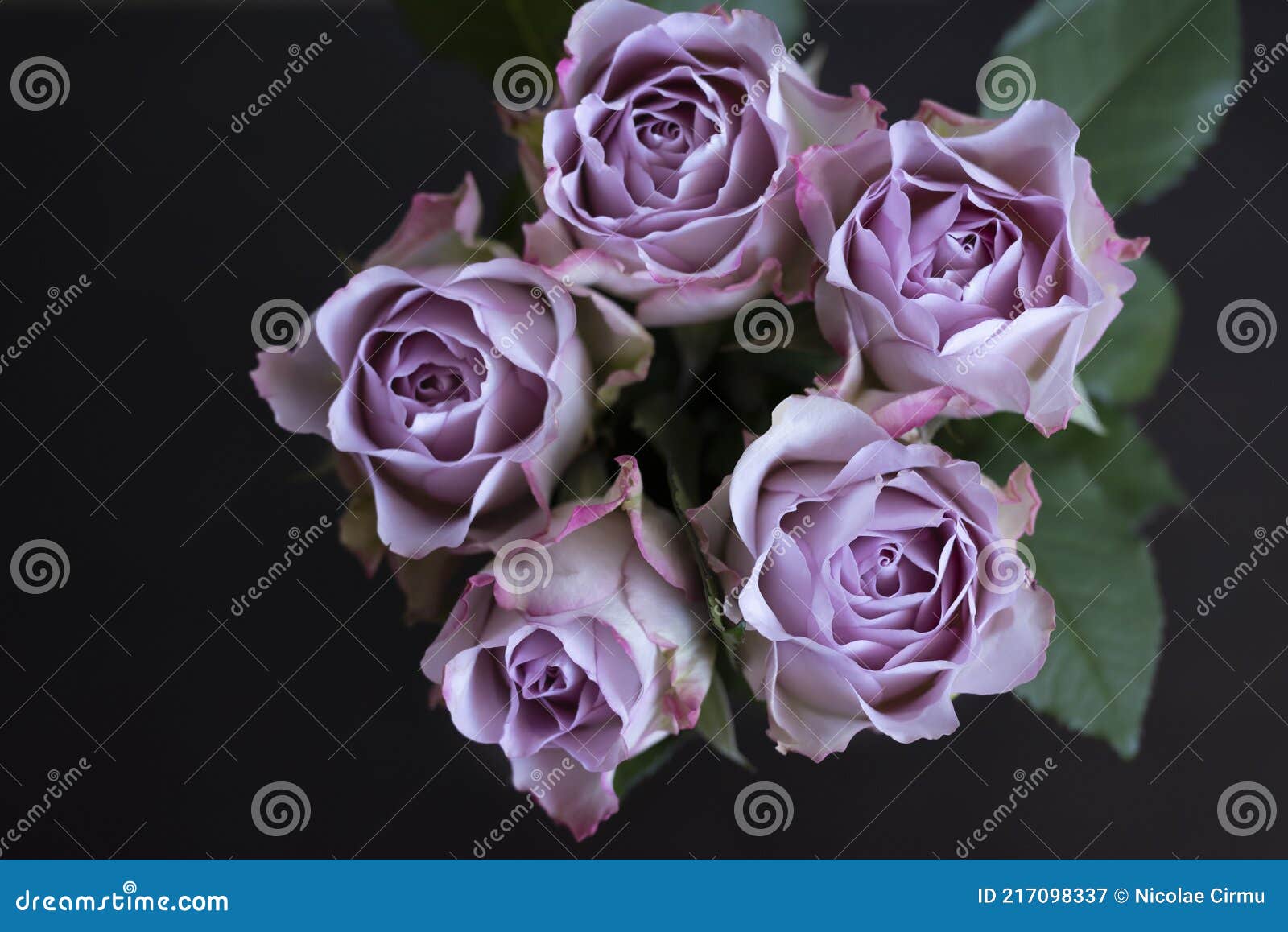 Macro D'une Rose Violette Pastel Du Dessus Avec Espace Pour Le Texte. Image  stock - Image du noir, nature: 217098337