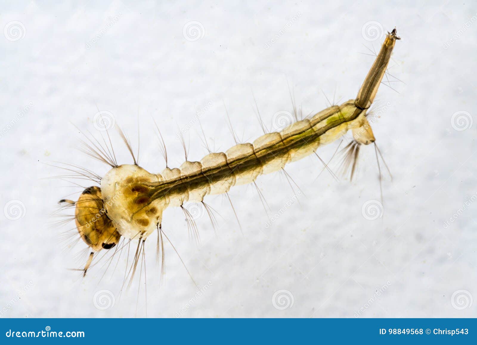 macro-da-larva-do-mosquito-98849568.jpg