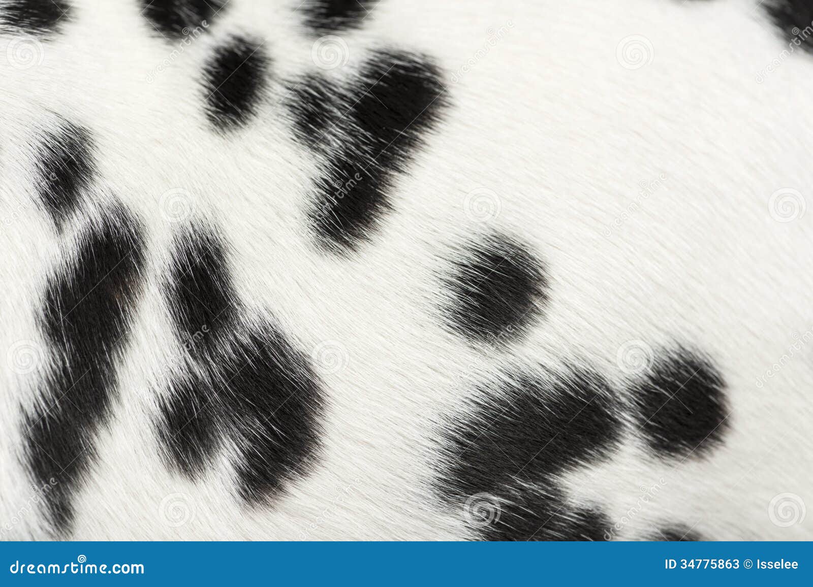 Macro of Dalmatian Puppy Fur Stock Image Image of black, details 34775863