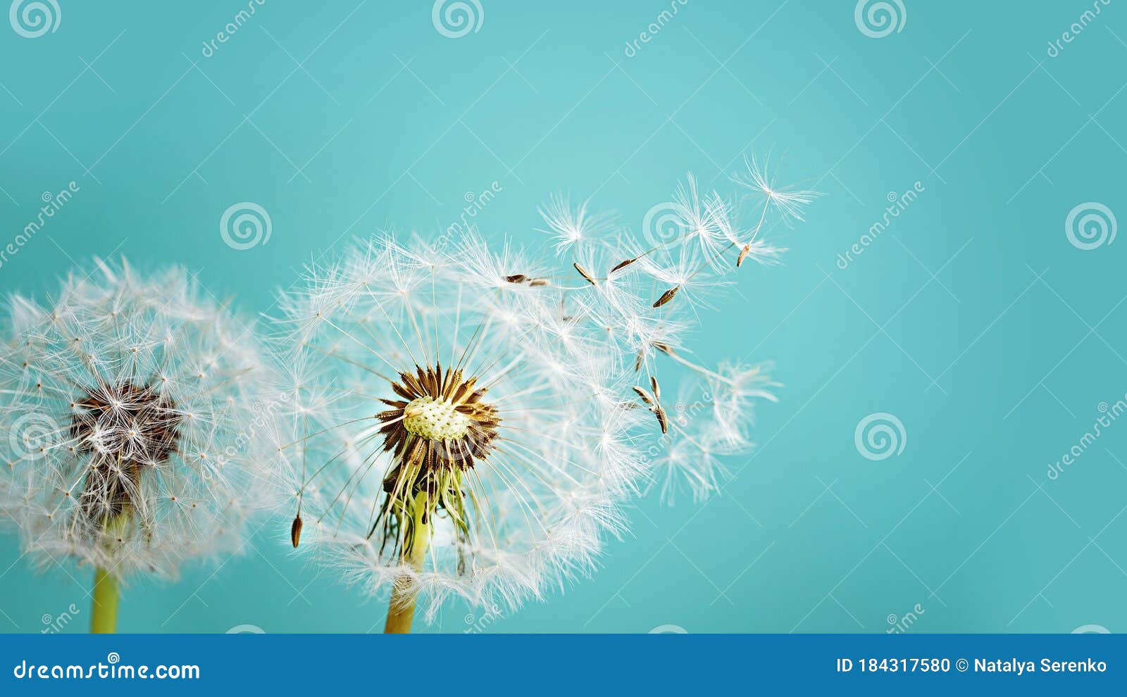 macro dandelion at blue background. freedom to wish