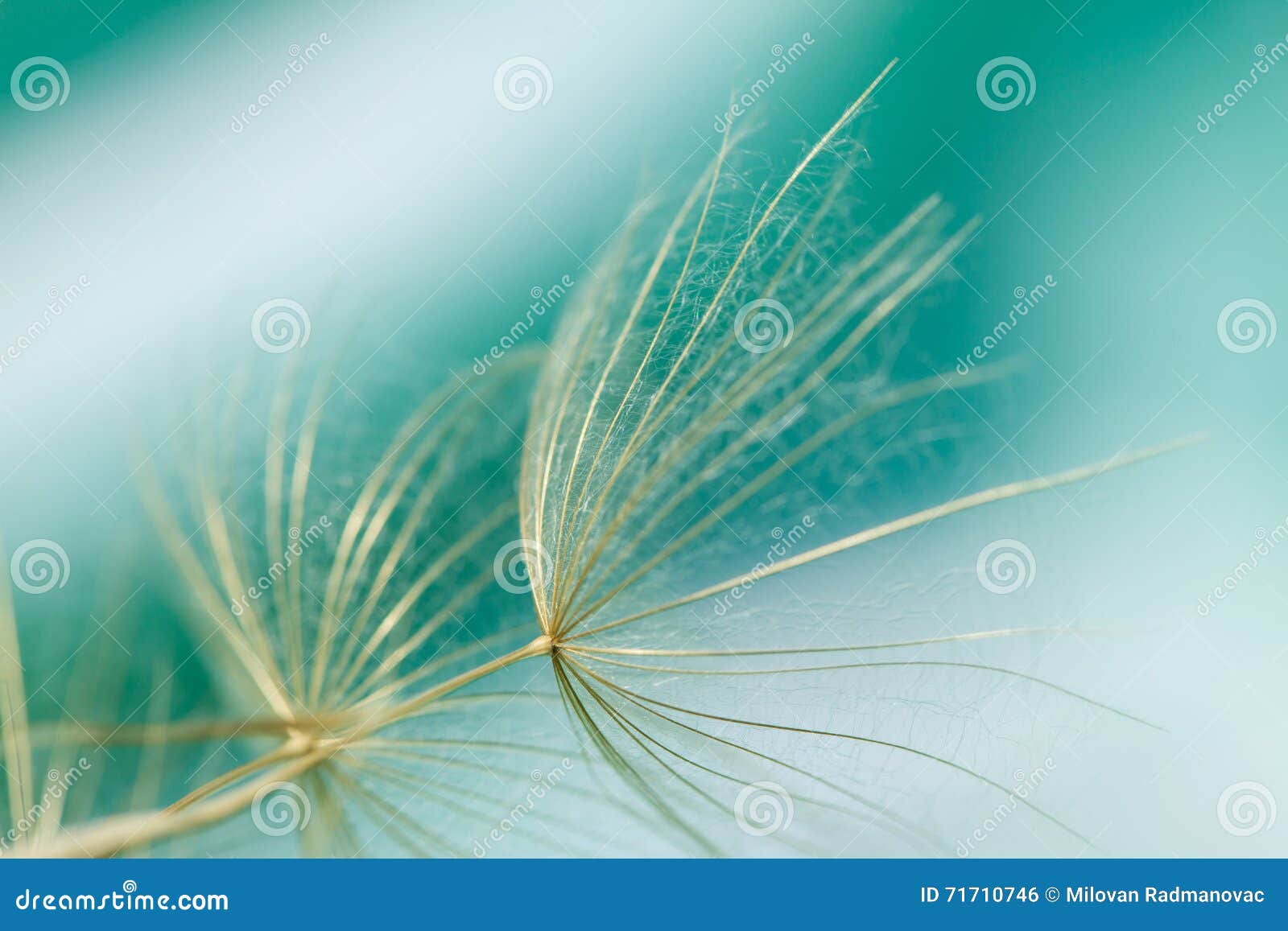 macro of dandelion seed