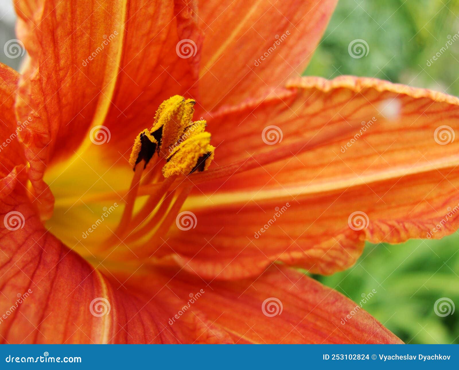 red garden lily stamens macro photography. yellow lily petals floral background. lily, orchid, macro