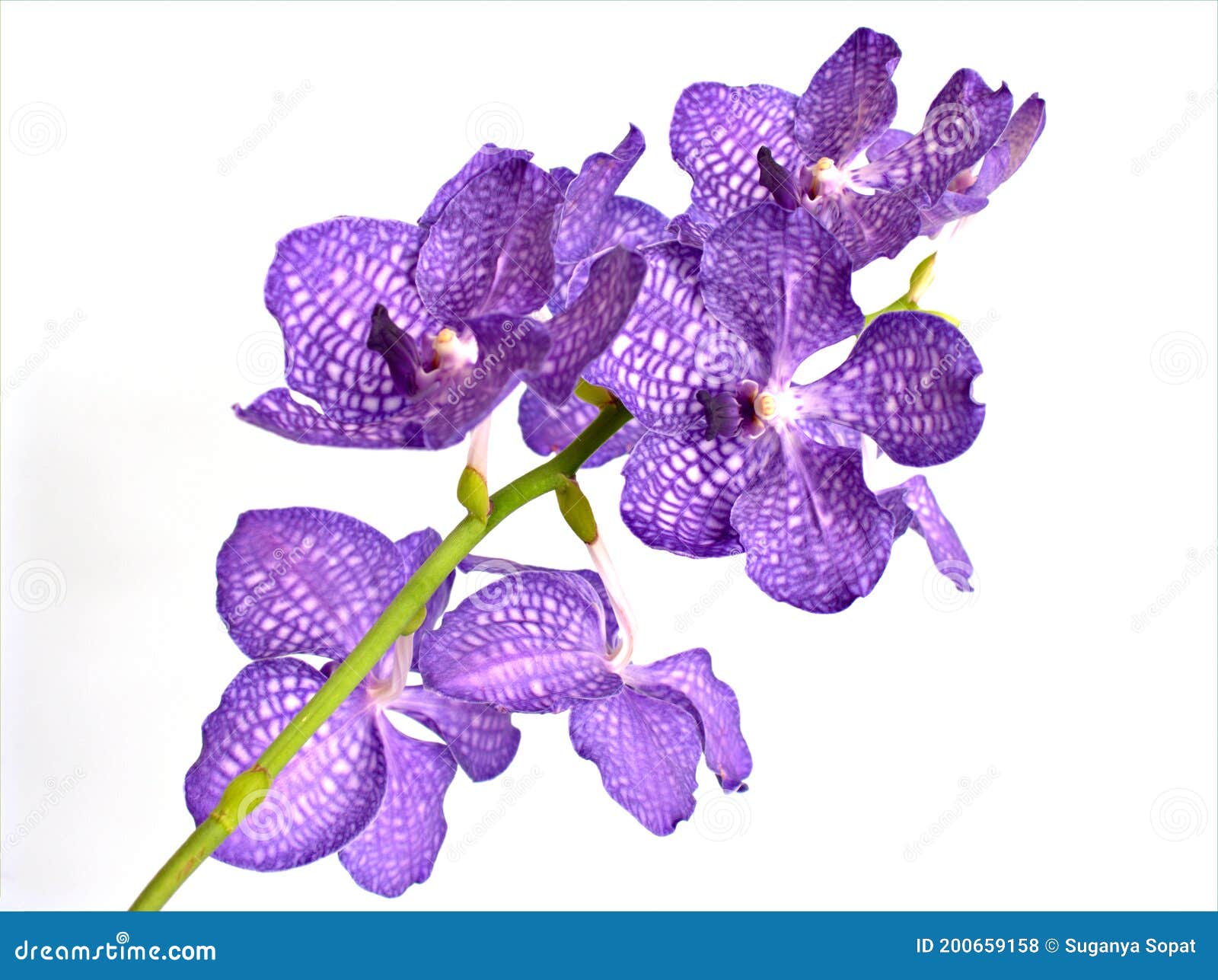 Macro De Cierre Aislado De Orquídea Morada Blanca En Blanco, Plantas De  Flores Orquídeas Vanda Y Enfoque Suave En Pastel Dulce Bo Foto de archivo -  Imagen de amor, brillante: 200659158