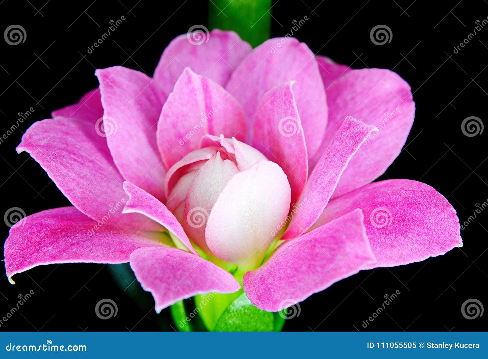 Macro De Fleur De Fleur De Kalanchoe Image Stock Image Du