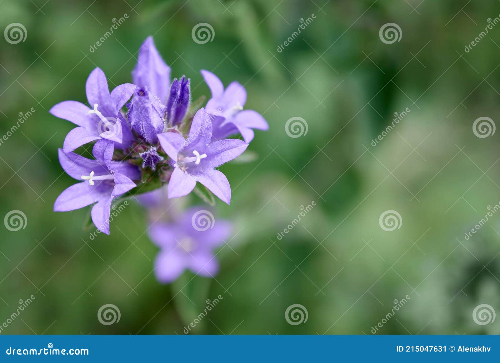 Macro De Fleur Violette De Campanula Glomerata Danes En Grappe. Délicates Fleurs  Violettes Sur Un Vert Flou Image stock - Image du jardin, sang: 215047631
