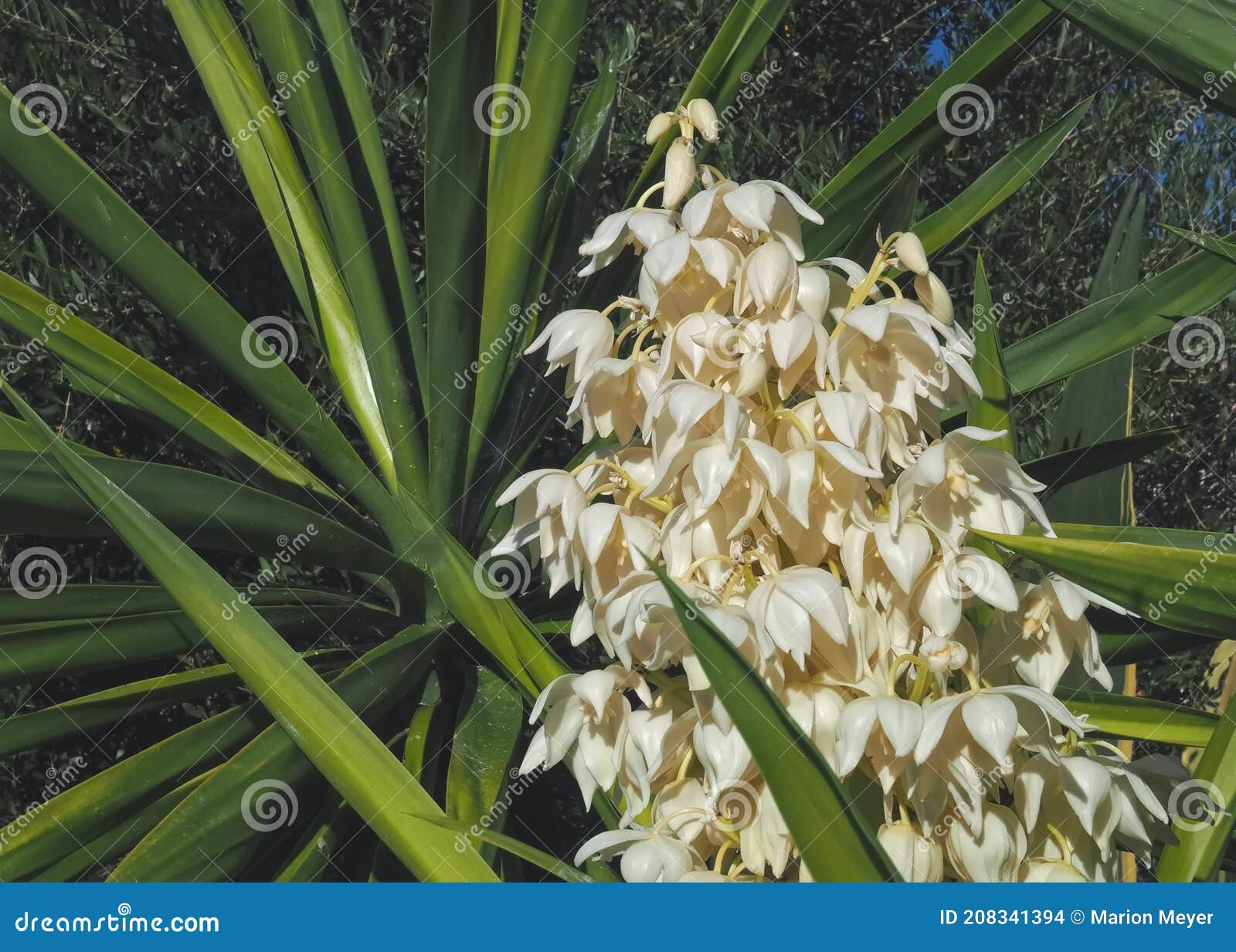Macro De Fleurs Comestibles D'une Plante Yucca Palm Photo stock - Image du  crème, vert: 208341394