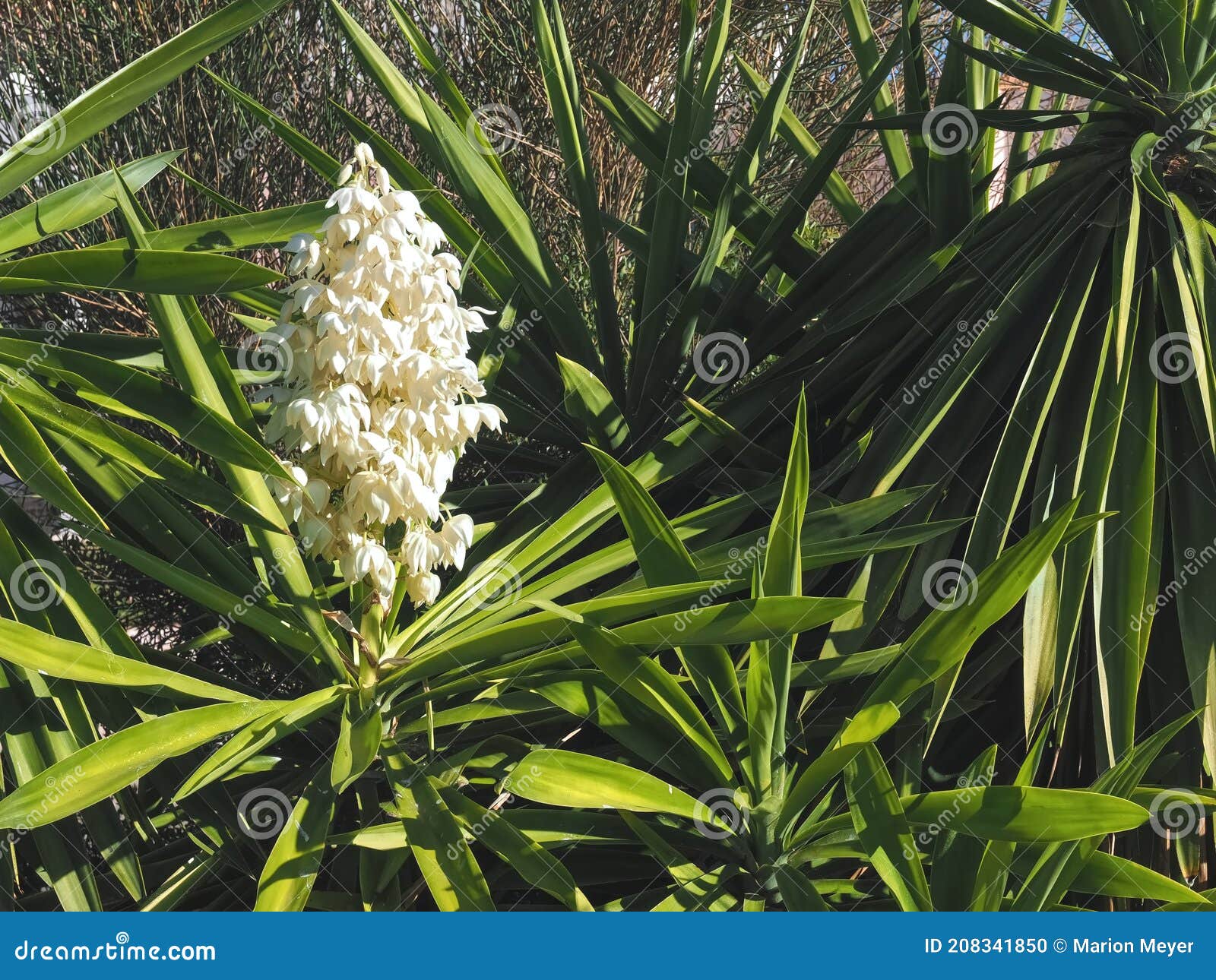 Macro De Fleurs Comestibles D'une Plante Yucca Palm Photo stock - Image du  vert, économie: 208341850