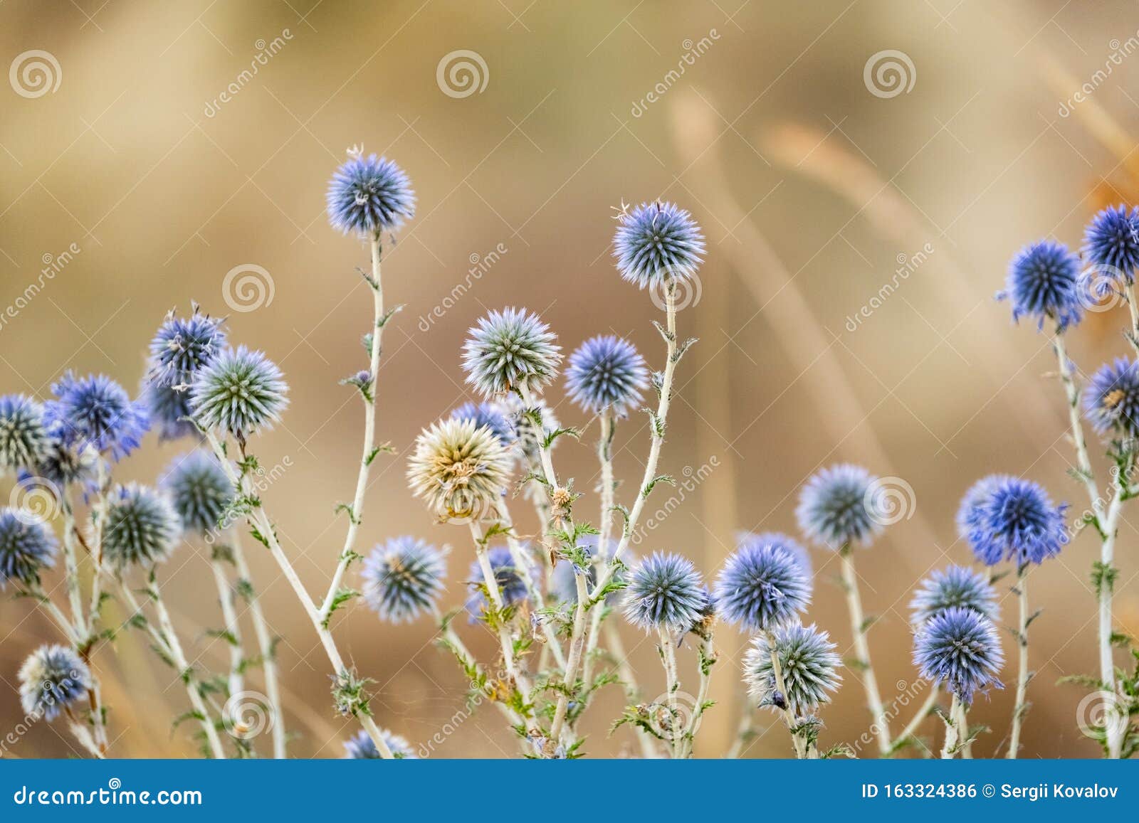 Macro De Flores Silvestres Azules Foto de archivo - Imagen de ocaso,  travieso: 163324386