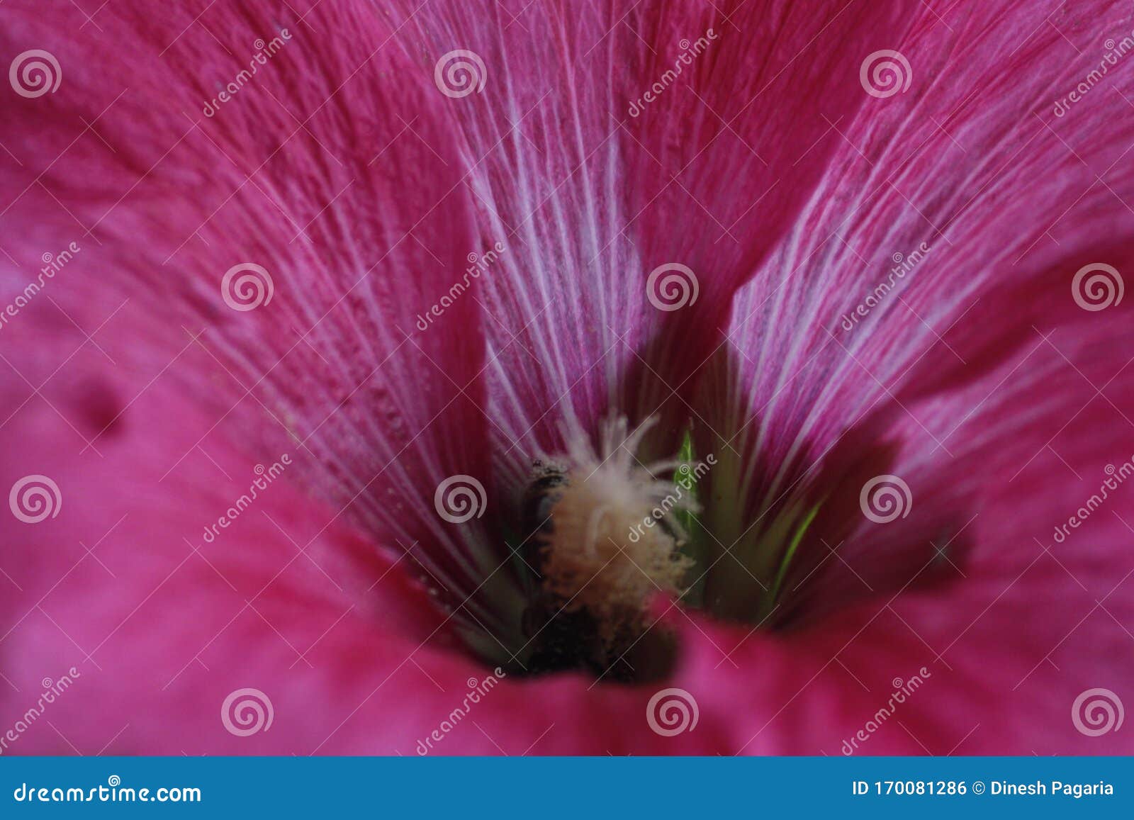 Macro De Grande Fleur Violette Photo stock - Image du pollens, orange:  170081286