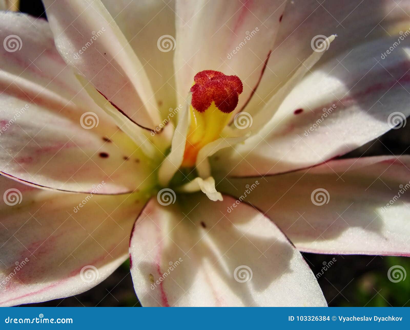 Macro De La Fleur Rouge Blanche Avec Le Pollen Sur L'anthère Photo stock -  Image du vert, amour: 103326384