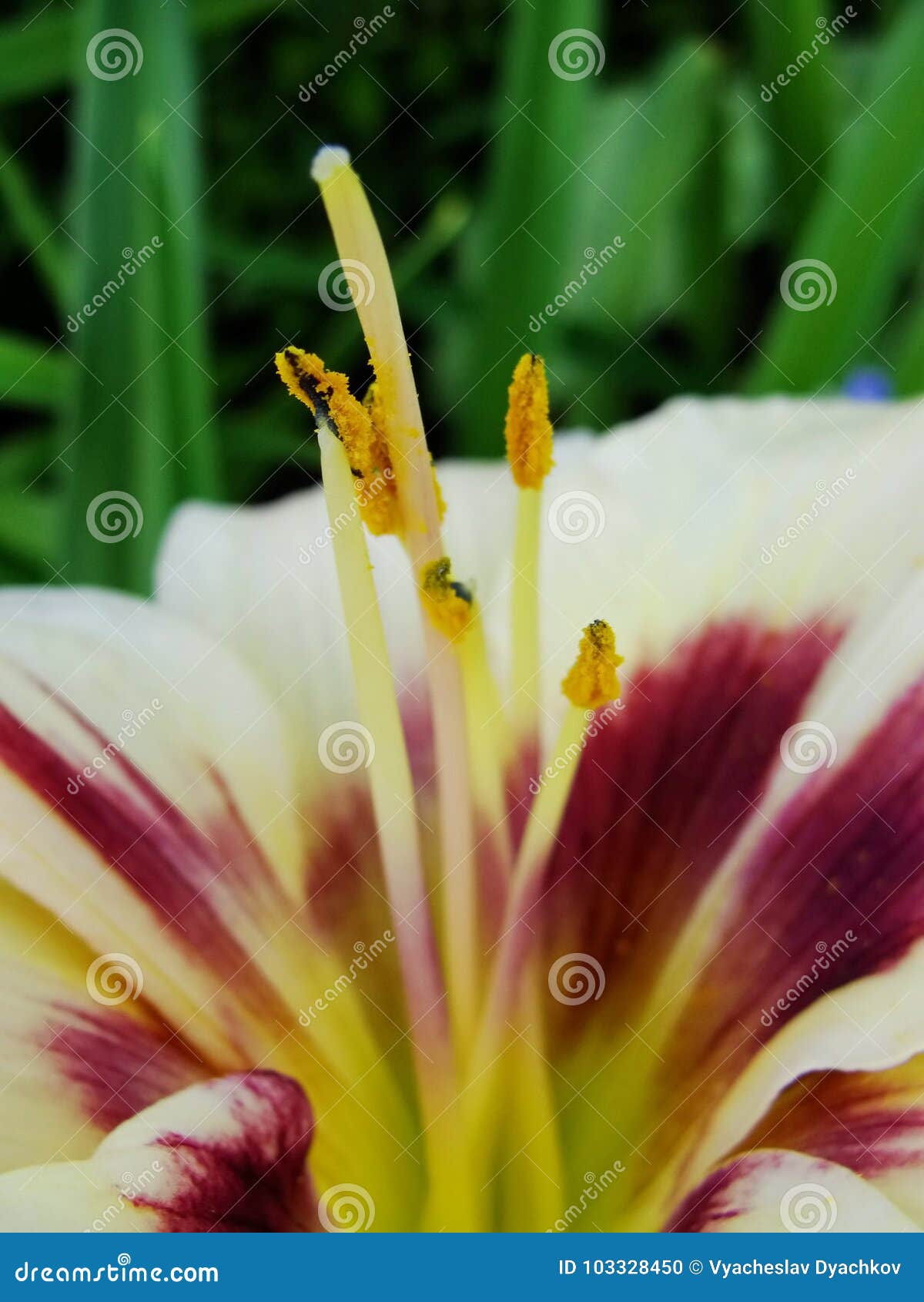 Macro De La Fleur Rouge Blanche Avec Le Pollen Sur L'anthère Photo stock -  Image du lilly, couleur: 103328450