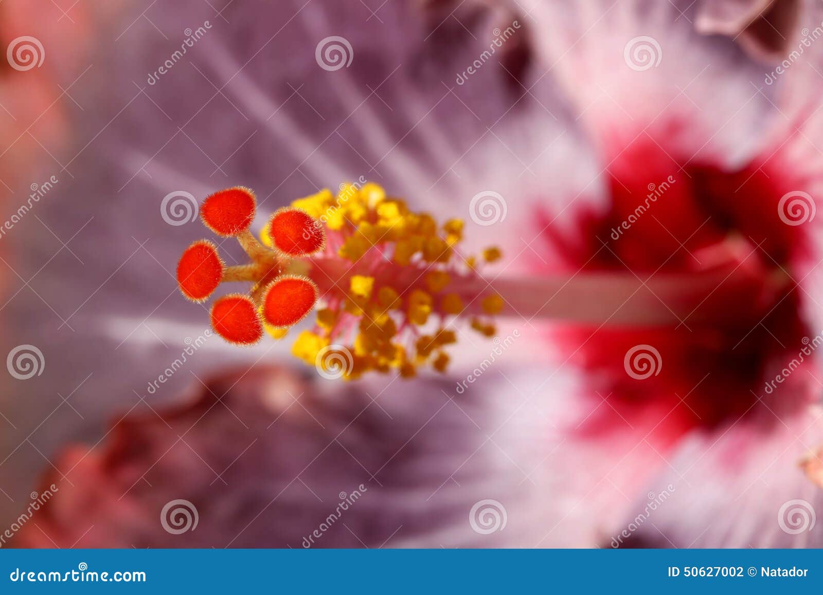 Macro de la maja de la flor del hibisco. Macro hermosa de la maja de la flor del hibisco, Hawaii DOF bajo