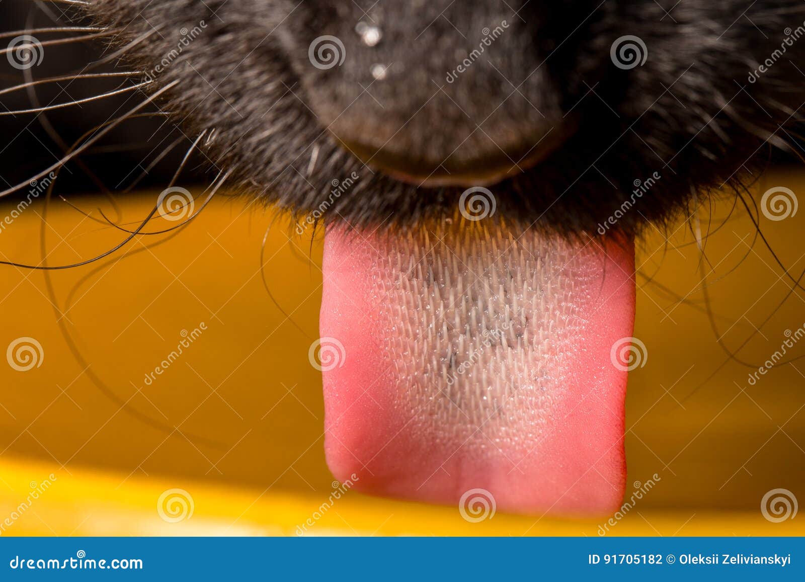 Macro De Langue De Chat Photo Stock Image Du Cheveu