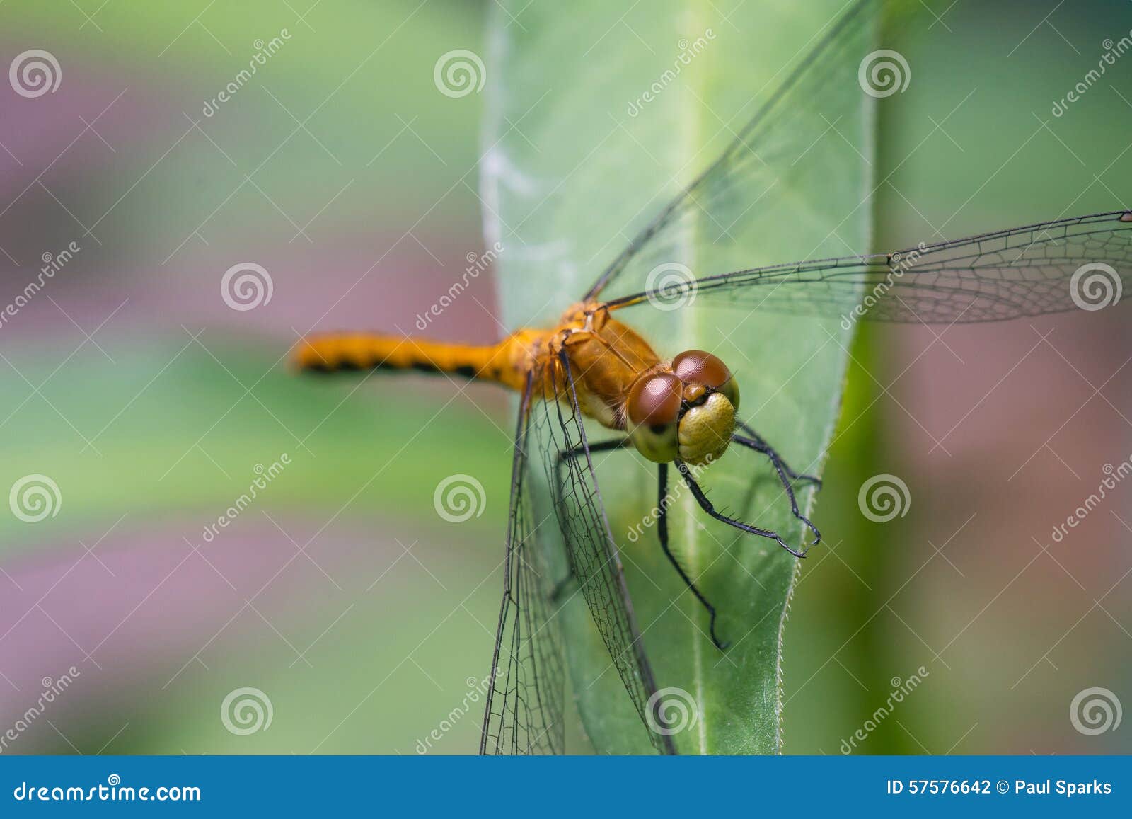 Macro de Meadowhawk. Uma ideia próxima de uma espécie da libélula de Meadowhawk empoleirou-se em uma folha