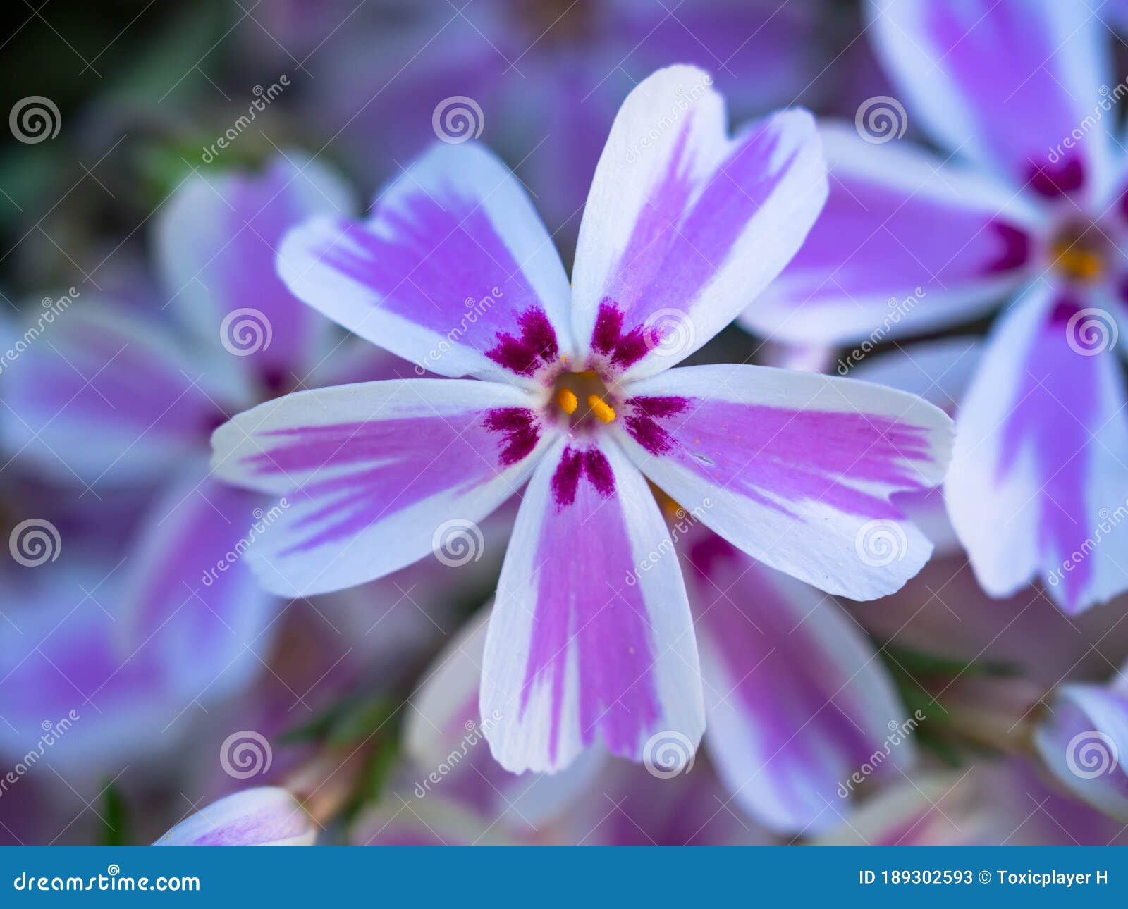 Macro De Una Pequeña Flor Blanca Y Violeta Imagen de archivo - Imagen de  violeta, pétalos: 189302593