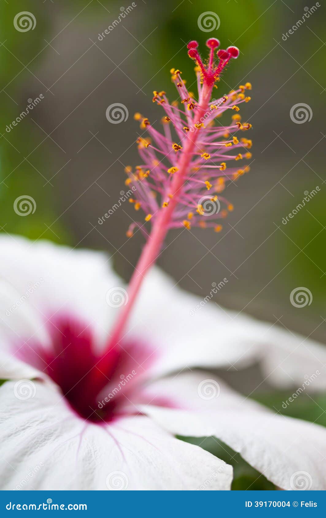 Google Meet Testa Sfondi Virtuali Creati Dall'intelligenza Artificiale - Foto 6