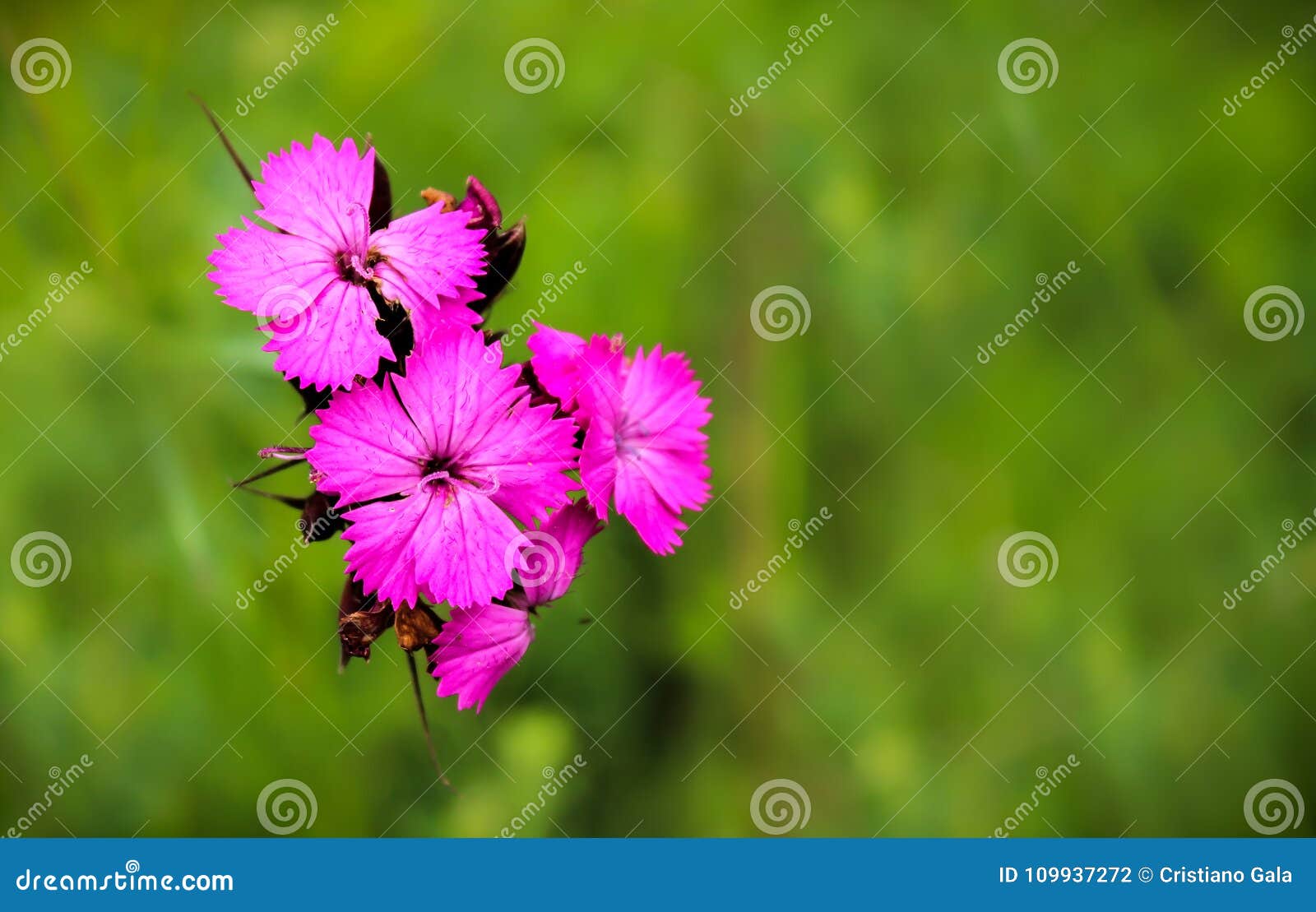 Macro Des Fleurs Sauvages De Rose Doeillet Photo Stock