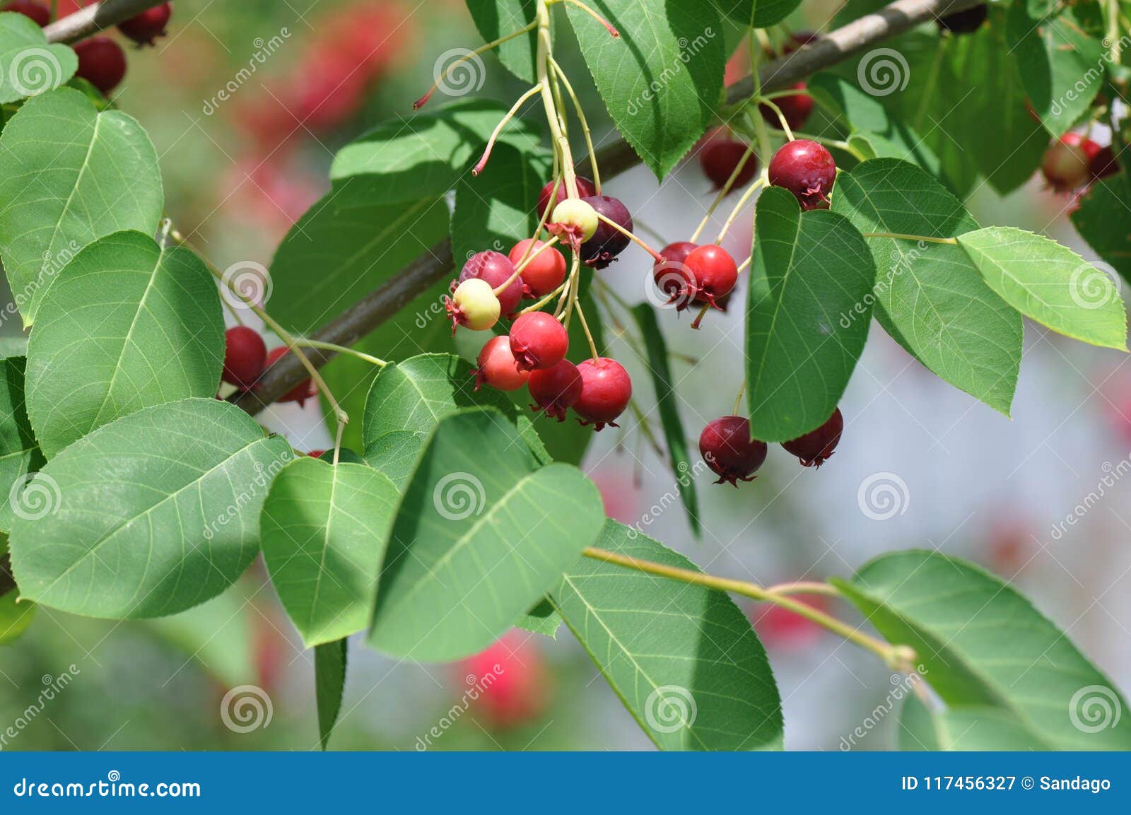 saskatoon berries ripening in summer. green, pink.