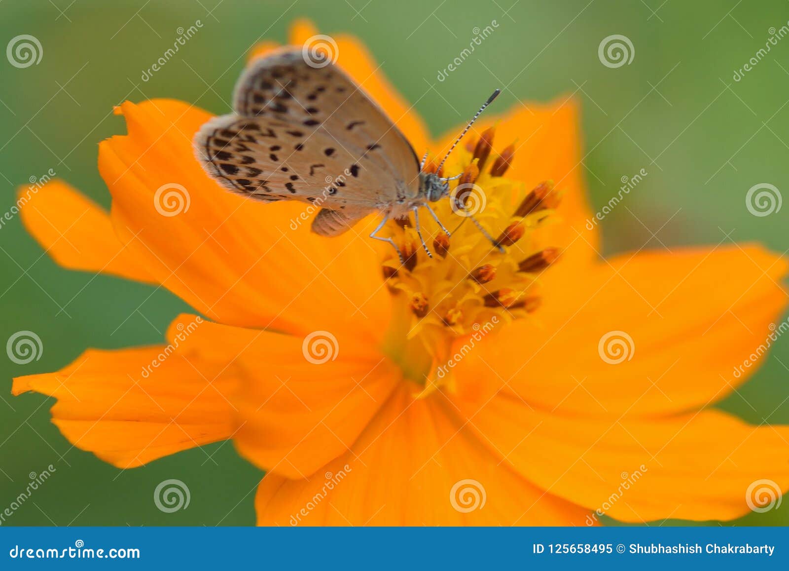 macro cosmos rule 34 macro cosmos rule 34