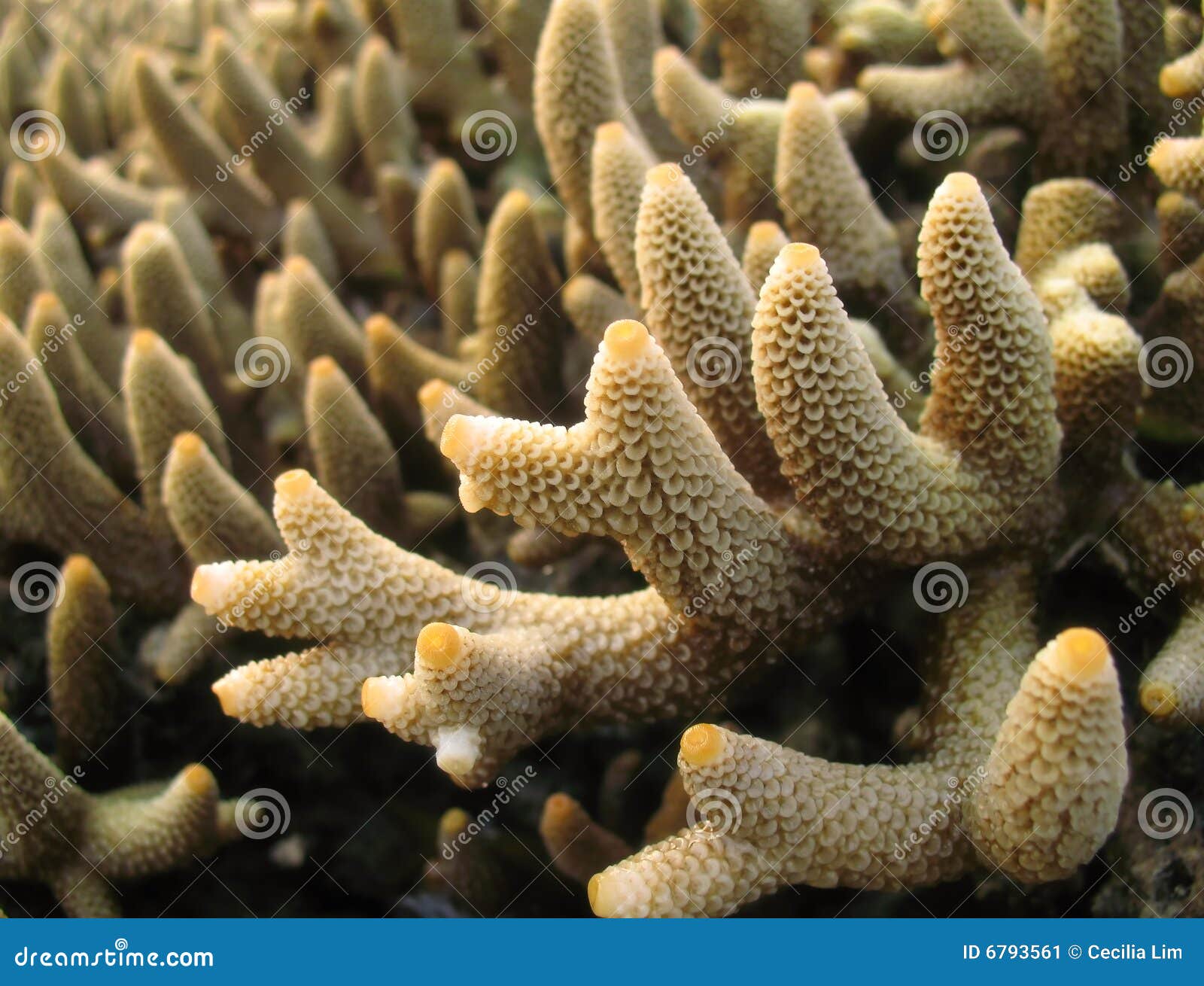 Macro do coral de Staghorn imagem de stock. Imagem de exposto - 6793561