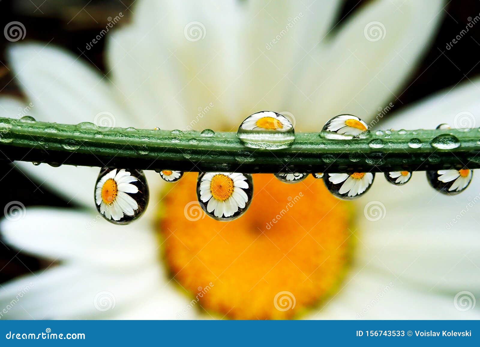 macro drops on focus with flower reflection inside