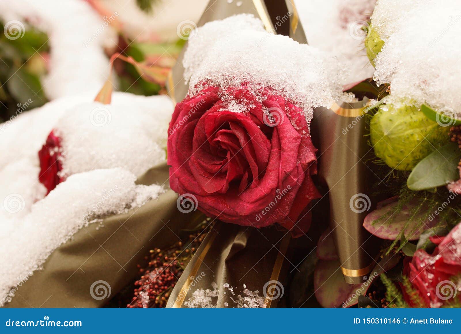 Macro En Sola Rosa Roja Congelada Arreglo Fúnebre Cubierto En Nieve Foto de  archivo - Imagen de pétalo, helado: 150310146