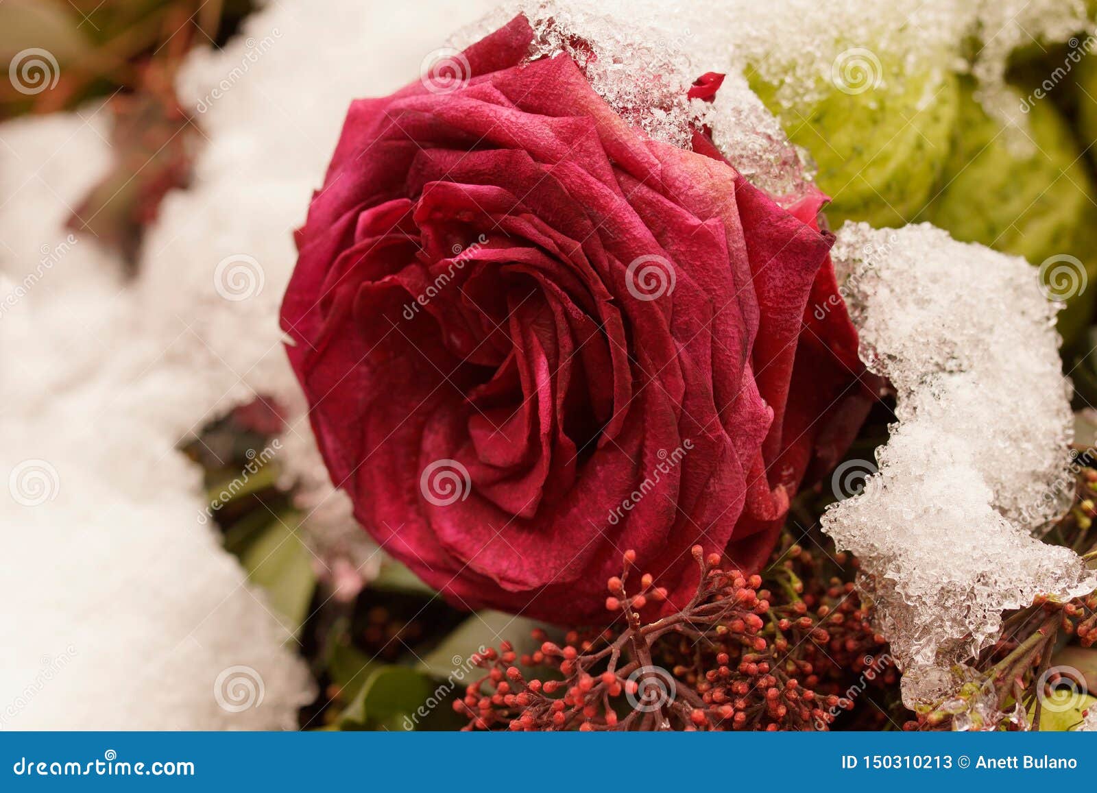 Macro En Sola Rosa Roja Congelada Arreglo Fúnebre Cubierto En Nieve Imagen  de archivo - Imagen de cristal, ramo: 150310213