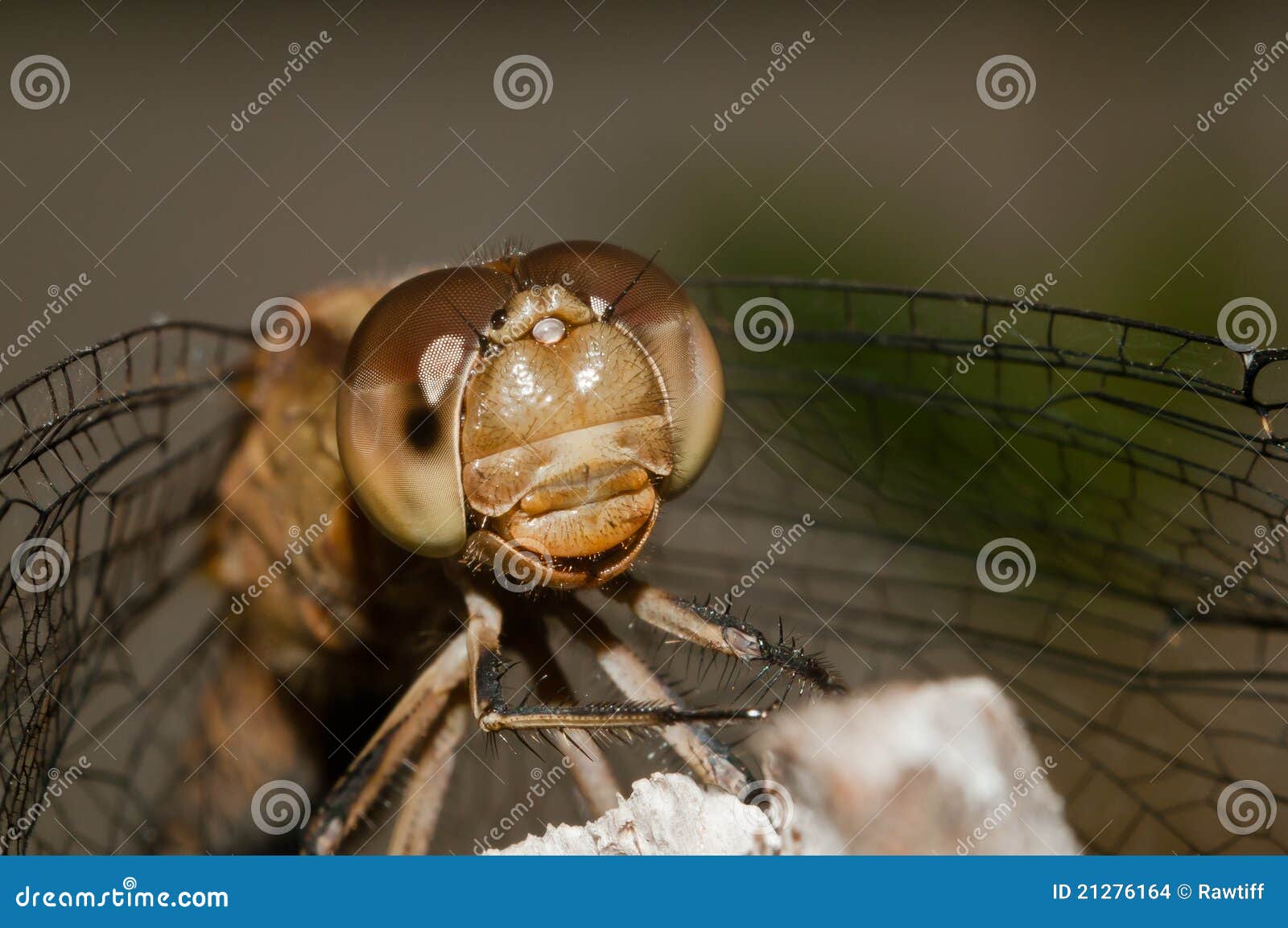 macro extreme dragonfly. eyes. head.